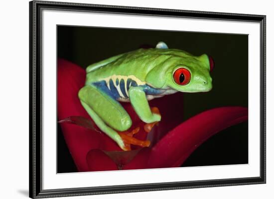 South America, Panama. Red-eyed tree frog on bromeliad flower.-Jaynes Gallery-Framed Premium Photographic Print