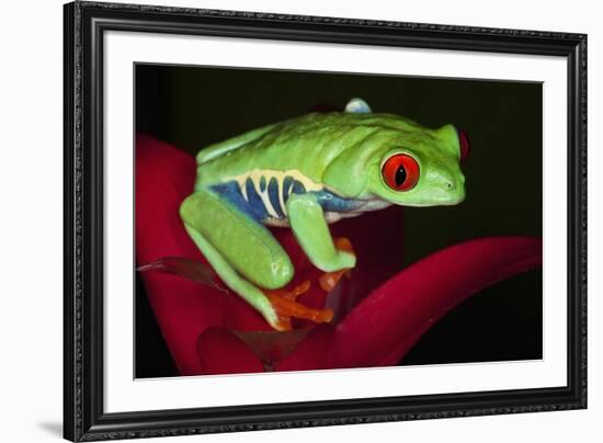 South America, Panama. Red-eyed tree frog on bromeliad flower.-Jaynes Gallery-Framed Premium Photographic Print