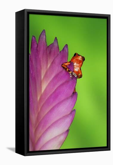 South America, Panama. Strawberry poison dart frog on bromeliad flower.-Jaynes Gallery-Framed Premier Image Canvas