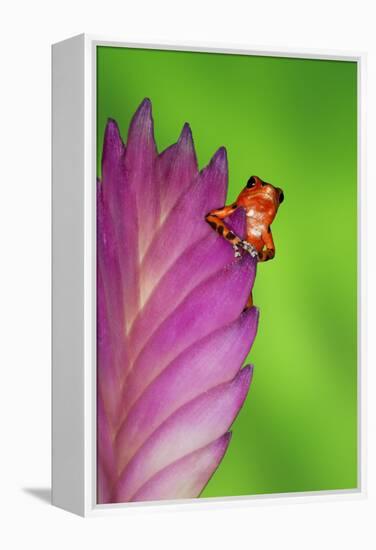 South America, Panama. Strawberry poison dart frog on bromeliad flower.-Jaynes Gallery-Framed Premier Image Canvas