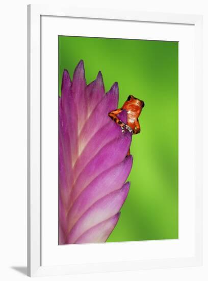 South America, Panama. Strawberry poison dart frog on bromeliad flower.-Jaynes Gallery-Framed Premium Photographic Print