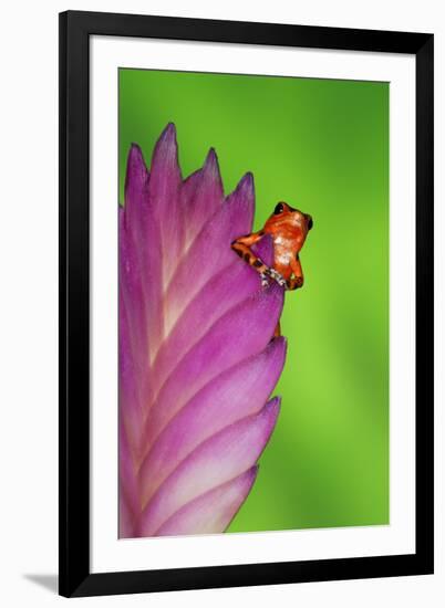 South America, Panama. Strawberry poison dart frog on bromeliad flower.-Jaynes Gallery-Framed Premium Photographic Print