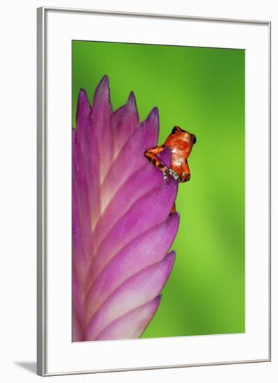 South America, Panama. Strawberry poison dart frog on bromeliad flower.-Jaynes Gallery-Framed Premium Photographic Print