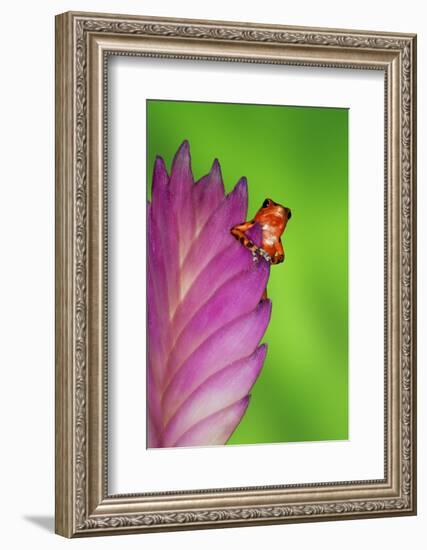 South America, Panama. Strawberry poison dart frog on bromeliad flower.-Jaynes Gallery-Framed Photographic Print