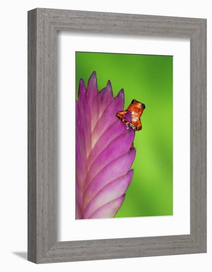 South America, Panama. Strawberry poison dart frog on bromeliad flower.-Jaynes Gallery-Framed Photographic Print