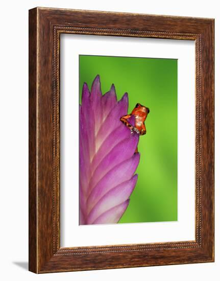 South America, Panama. Strawberry poison dart frog on bromeliad flower.-Jaynes Gallery-Framed Photographic Print