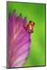 South America, Panama. Strawberry poison dart frog on bromeliad flower.-Jaynes Gallery-Mounted Photographic Print