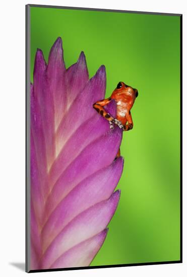 South America, Panama. Strawberry poison dart frog on bromeliad flower.-Jaynes Gallery-Mounted Photographic Print