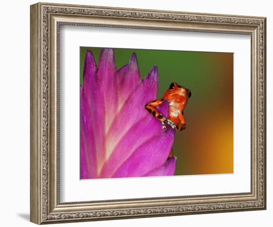 South America, Panama. Strawberry poison dart frog on bromeliad flower.-Jaynes Gallery-Framed Photographic Print