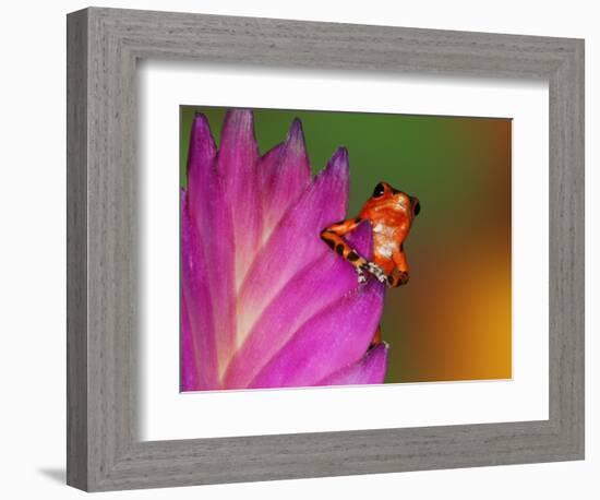 South America, Panama. Strawberry poison dart frog on bromeliad flower.-Jaynes Gallery-Framed Photographic Print