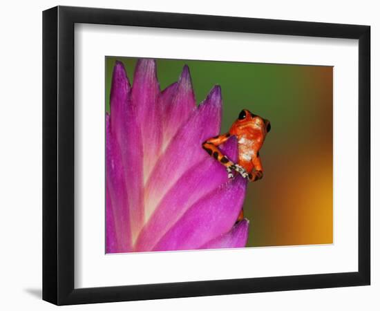 South America, Panama. Strawberry poison dart frog on bromeliad flower.-Jaynes Gallery-Framed Photographic Print