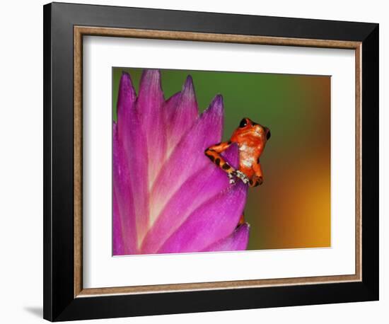 South America, Panama. Strawberry poison dart frog on bromeliad flower.-Jaynes Gallery-Framed Photographic Print