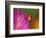 South America, Panama. Strawberry poison dart frog on bromeliad flower.-Jaynes Gallery-Framed Photographic Print