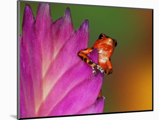 South America, Panama. Strawberry poison dart frog on bromeliad flower.-Jaynes Gallery-Mounted Photographic Print