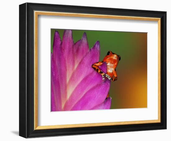 South America, Panama. Strawberry poison dart frog on bromeliad flower.-Jaynes Gallery-Framed Photographic Print