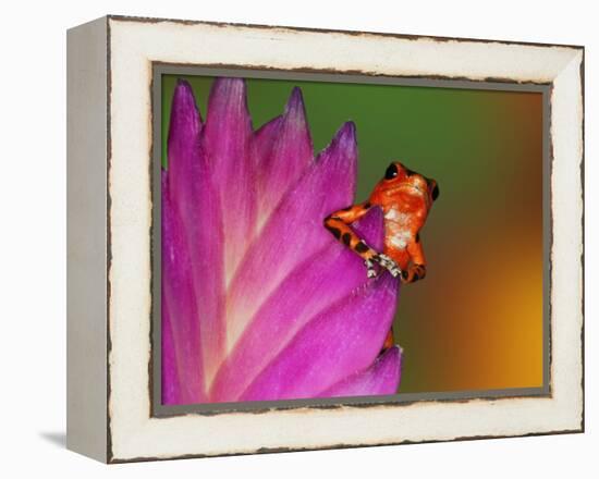 South America, Panama. Strawberry poison dart frog on bromeliad flower.-Jaynes Gallery-Framed Premier Image Canvas