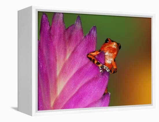 South America, Panama. Strawberry poison dart frog on bromeliad flower.-Jaynes Gallery-Framed Premier Image Canvas