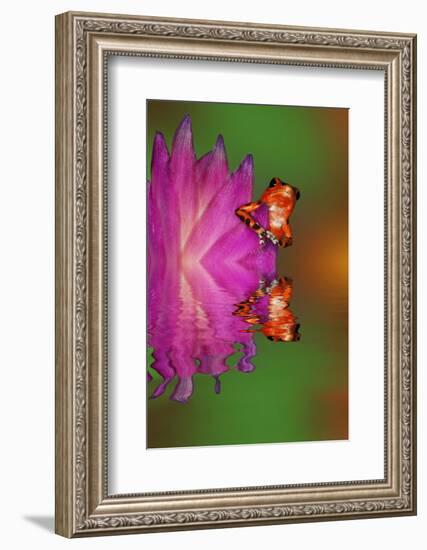 South America, Panama. Strawberry poison dart frog reflects on water.-Jaynes Gallery-Framed Photographic Print