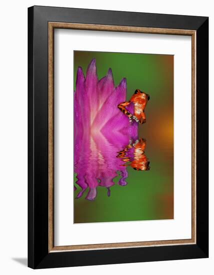 South America, Panama. Strawberry poison dart frog reflects on water.-Jaynes Gallery-Framed Photographic Print