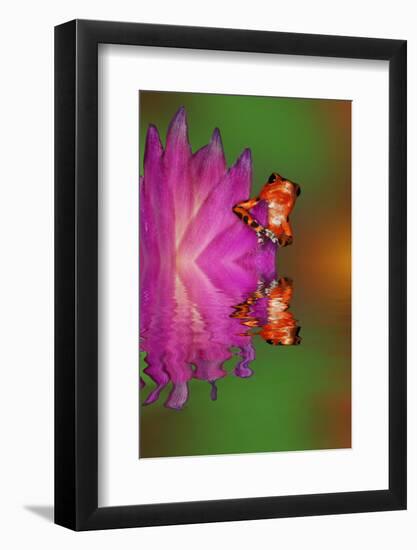 South America, Panama. Strawberry poison dart frog reflects on water.-Jaynes Gallery-Framed Photographic Print