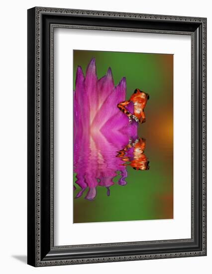 South America, Panama. Strawberry poison dart frog reflects on water.-Jaynes Gallery-Framed Photographic Print