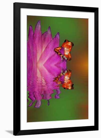 South America, Panama. Strawberry poison dart frog reflects on water.-Jaynes Gallery-Framed Premium Photographic Print