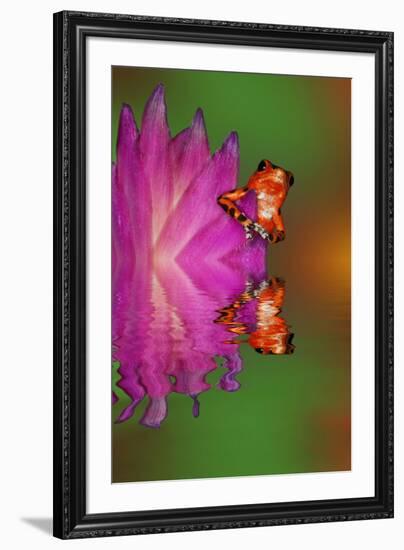 South America, Panama. Strawberry poison dart frog reflects on water.-Jaynes Gallery-Framed Premium Photographic Print