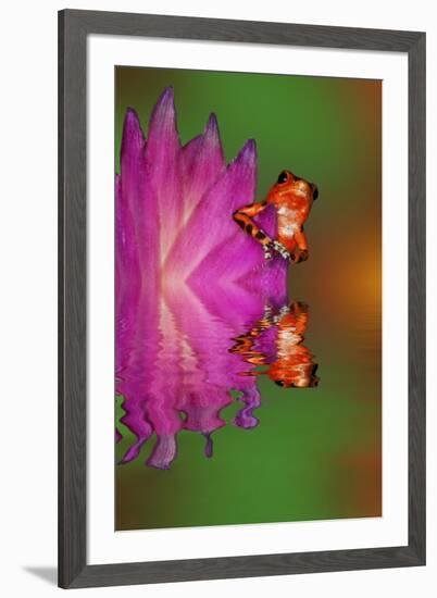 South America, Panama. Strawberry poison dart frog reflects on water.-Jaynes Gallery-Framed Premium Photographic Print