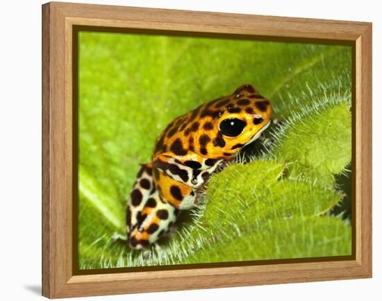 South America, Panama. Yellow form of poison dart frog on spiny plant.-Jaynes Gallery-Framed Premier Image Canvas