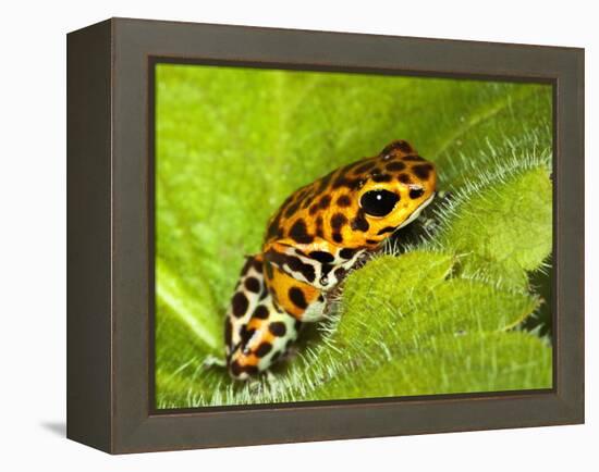 South America, Panama. Yellow form of poison dart frog on spiny plant.-Jaynes Gallery-Framed Premier Image Canvas