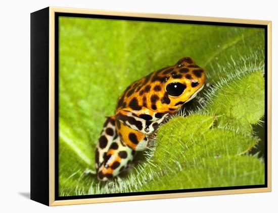 South America, Panama. Yellow form of poison dart frog on spiny plant.-Jaynes Gallery-Framed Premier Image Canvas