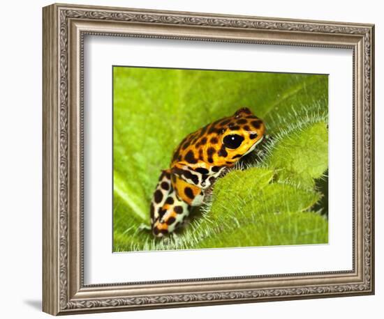 South America, Panama. Yellow form of poison dart frog on spiny plant.-Jaynes Gallery-Framed Photographic Print