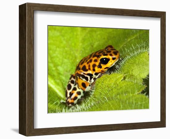 South America, Panama. Yellow form of poison dart frog on spiny plant.-Jaynes Gallery-Framed Photographic Print