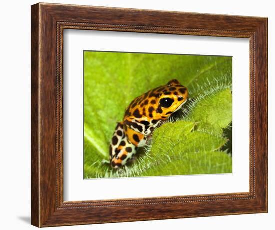 South America, Panama. Yellow form of poison dart frog on spiny plant.-Jaynes Gallery-Framed Photographic Print