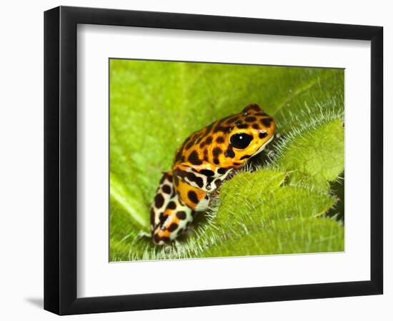 South America, Panama. Yellow form of poison dart frog on spiny plant.-Jaynes Gallery-Framed Photographic Print