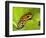 South America, Panama. Yellow form of poison dart frog on spiny plant.-Jaynes Gallery-Framed Photographic Print