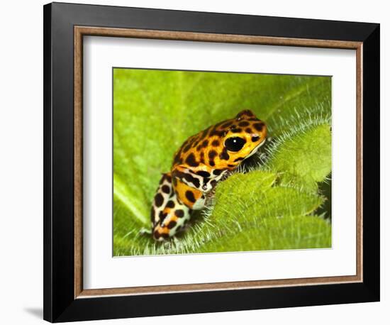 South America, Panama. Yellow form of poison dart frog on spiny plant.-Jaynes Gallery-Framed Photographic Print