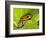 South America, Panama. Yellow form of poison dart frog on spiny plant.-Jaynes Gallery-Framed Photographic Print