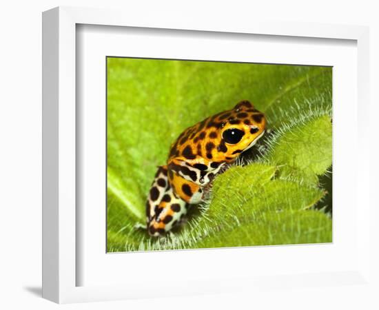 South America, Panama. Yellow form of poison dart frog on spiny plant.-Jaynes Gallery-Framed Photographic Print