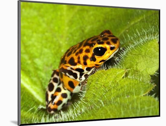 South America, Panama. Yellow form of poison dart frog on spiny plant.-Jaynes Gallery-Mounted Photographic Print