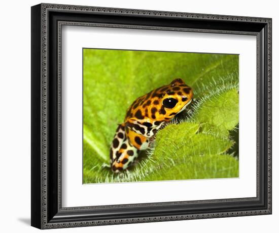 South America, Panama. Yellow form of poison dart frog on spiny plant.-Jaynes Gallery-Framed Photographic Print