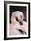 South America. Phoenicopterus Chilensis, Immature Chilean Flamingo Portrait-David Slater-Framed Photographic Print