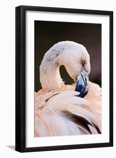 South America. Phoenicopterus Chilensis, Immature Chilean Flamingo Portrait-David Slater-Framed Photographic Print