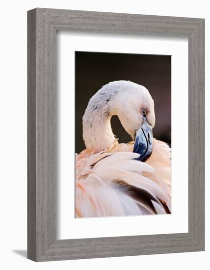 South America. Phoenicopterus Chilensis, Immature Chilean Flamingo Portrait-David Slater-Framed Photographic Print