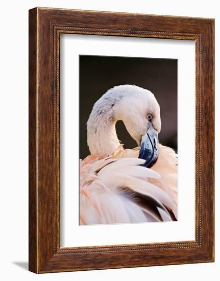 South America. Phoenicopterus Chilensis, Immature Chilean Flamingo Portrait-David Slater-Framed Photographic Print