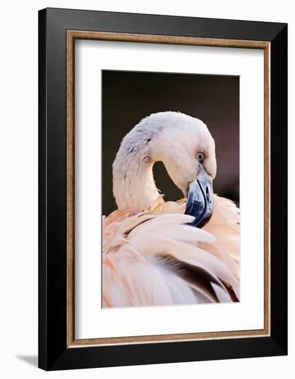 South America. Phoenicopterus Chilensis, Immature Chilean Flamingo Portrait-David Slater-Framed Photographic Print