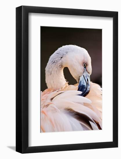 South America. Phoenicopterus Chilensis, Immature Chilean Flamingo Portrait-David Slater-Framed Photographic Print