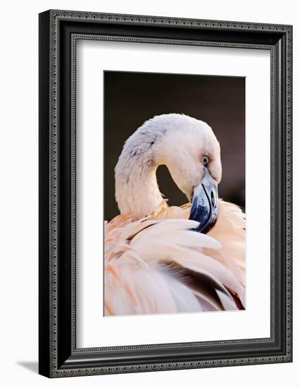 South America. Phoenicopterus Chilensis, Immature Chilean Flamingo Portrait-David Slater-Framed Photographic Print