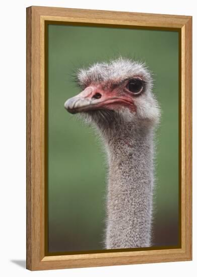 South America, Rhea, Rhea American, Close Up-Stuart Westmorland-Framed Premier Image Canvas