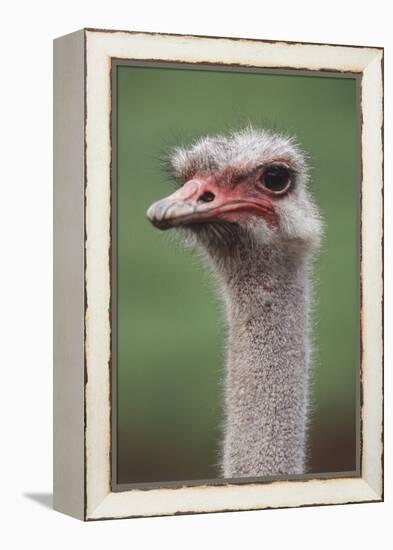 South America, Rhea, Rhea American, Close Up-Stuart Westmorland-Framed Premier Image Canvas